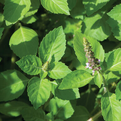 Is Holy Basil Beneficial to Men’s Health?