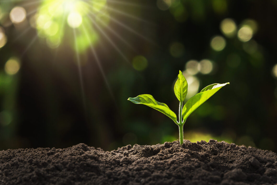 Plant Growth Regulators Market : Opportunities, Share and Growth by 2028