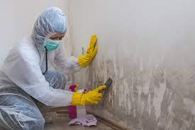 Unveiling the Essence of Mold Remediation: Finding Experts